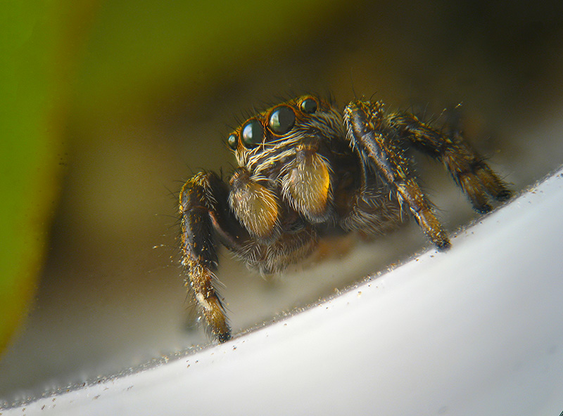 Salticidae: Evarcha arcuata, maschio subadulto